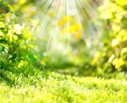 Nature Spring Blurred Background with Sunbeams 库存照片