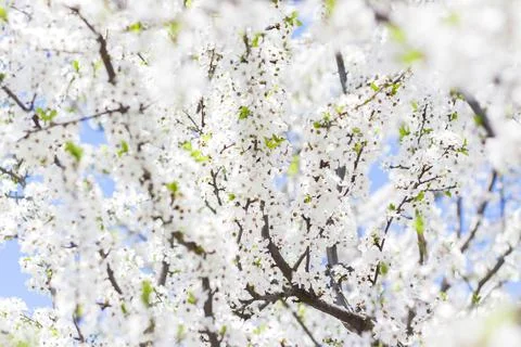 Nature in spring. A branch with white spring flowers on the tree. A flowering Stock Photos