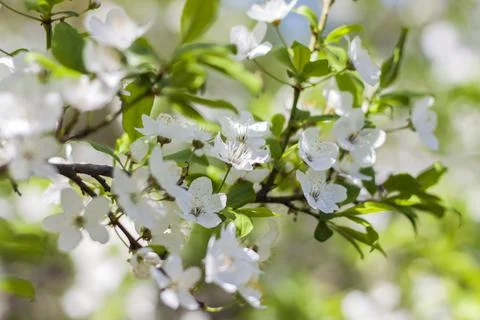 Nature in spring. A branch with white spring flowers on the tree. A flowering Stock Photos