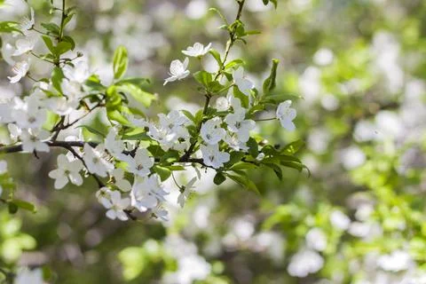 Nature in spring. A branch with white spring flowers on the tree. A flowering Stock Photos
