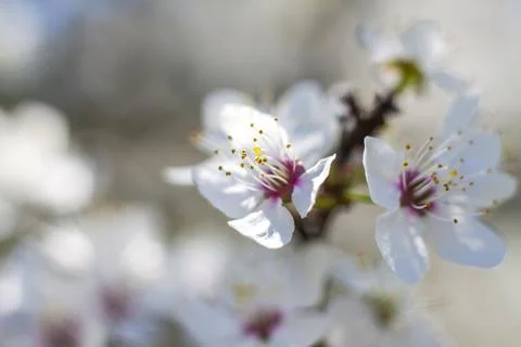 Nature in spring. A branch with white spring flowers on the tree. A flowering Stock Photos