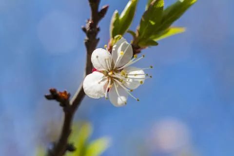 Nature in spring. A branch with white spring flowers on the tree. A flowering Foto stock