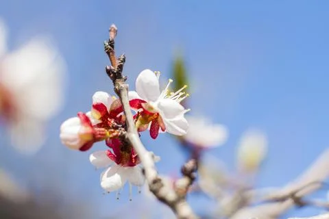 Nature in spring. A branch with white spring flowers on the tree. A flowering Stock Photos