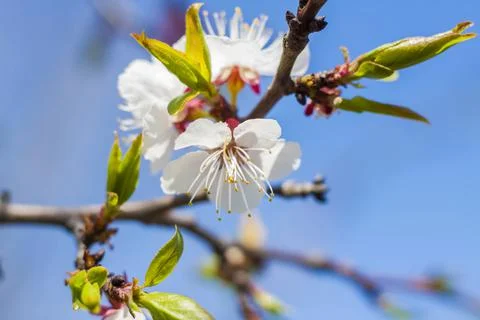 Nature in spring. A branch with white spring flowers on the tree. A flowering Stock Photos