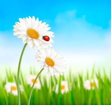 Nature spring daisy flower with ladybug. Vector illustration. Stock Illustration