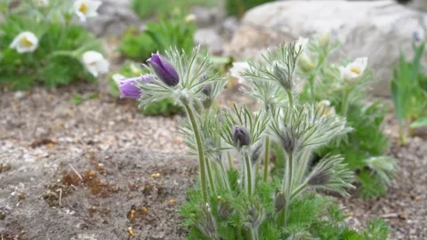 Nature in spring. The flower sways in the wind. The harmony of nature. Floral ba Stock Footage 242803447