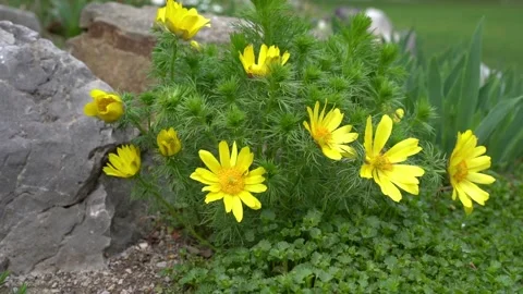 Nature in spring. The flower sways in the wind. The harmony of nature. Floral ba Stock Footage 242830799