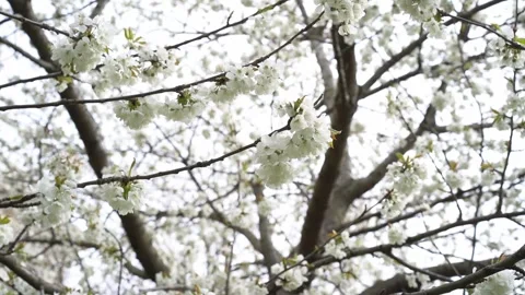 Nature in spring. Flowering tree with white flowers. The harmony of nature. Flor Stock Footage 242803448