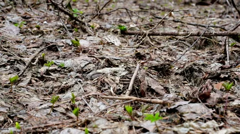 Nature, spring, forest, dry leafes, cloudy, rainly, dolly track shoot. 스톡 동영상 62418465