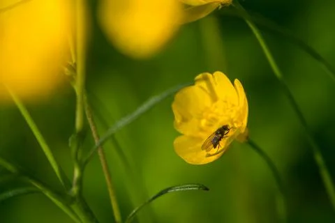 Nature spring grass background texture. Stock Photos
