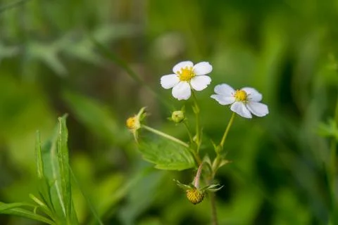 Nature spring grass background texture. Stock Photos