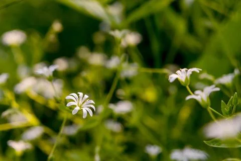 Nature spring grass background texture. Stock Photos