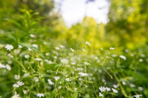 Nature spring grass background texture. Stock Photos