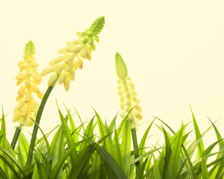 Nature spring or summer background Stock Photos