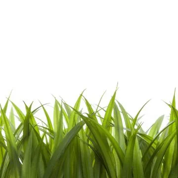 Nature spring or summer background Stock Photos