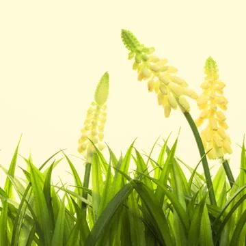Nature spring or summer background Stock Photos
