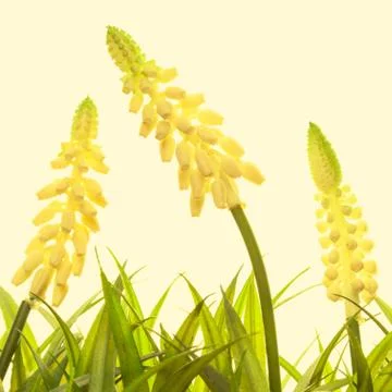 Nature spring or summer background Foto stock