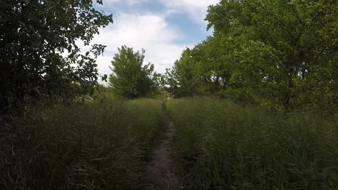 Nature, spring, a path in the forest with high grass Stock Footage 130168706