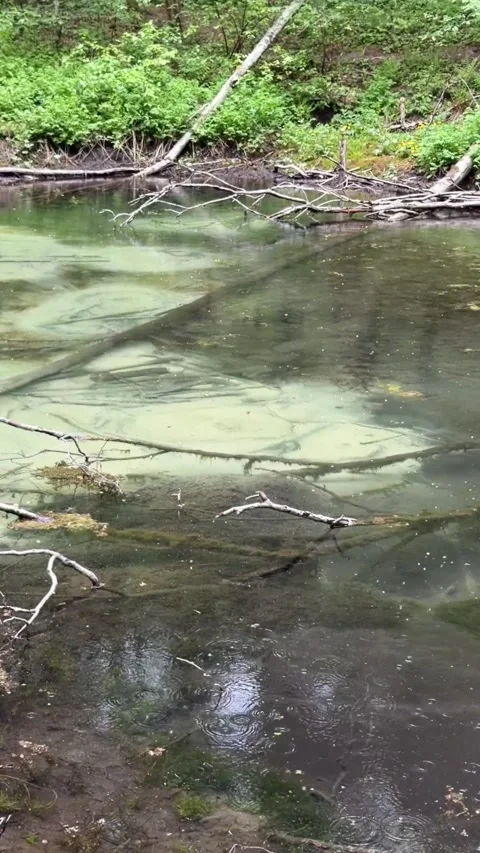 Nature. Spring. Rain. Blue Springs Stock Footage 336310037