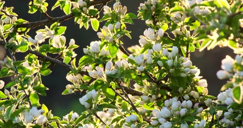 Nature in Springtime. Branch with beautiful spring  flowers on tree Vidéo 153795469