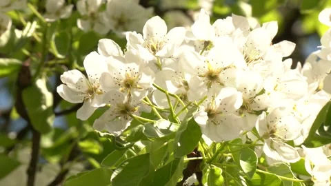 Nature in springtime.  A budding callery pear tree in the Spring. 스톡 동영상 346409051