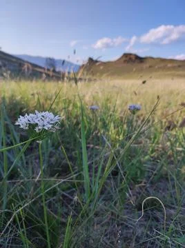 Nature Steppe Foto stock