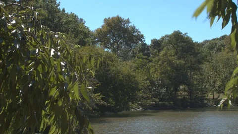 Nature still windy FLAT Stock Footage 96634487