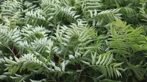 Nature Storm Wind Branches Close Up Stock Footage 148498200