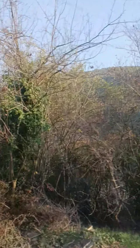 Nature Story Video Stock Footage 220577355