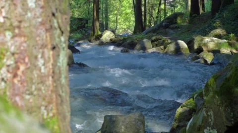 Nature stream (camera slider) Stock Footage 37755475