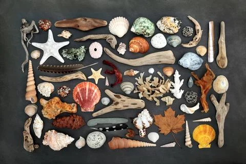 Nature Study Collage of Natural Objects Foto stock