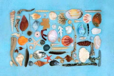 Nature Study Composition of Natural Objects Stock Photos