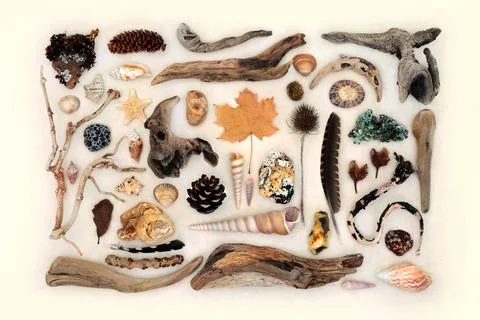 Nature Study of Natural Objects Stock Photos