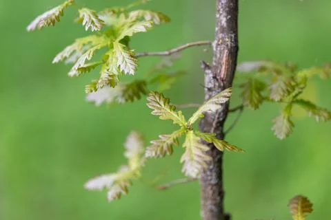 Nature study scene. Environmental field research capturing bark and leaf de.. Stock Photos