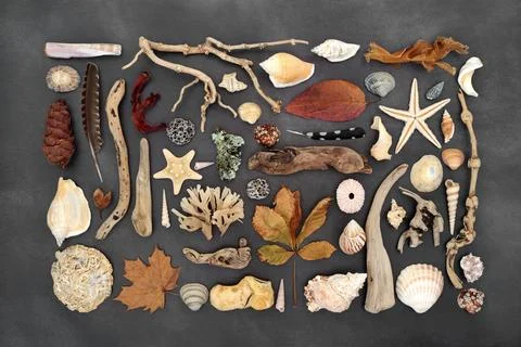 Nature Study Selection of Natural Objects Stock Photos