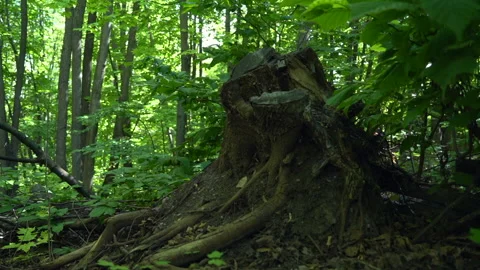 Nature - A stump in the forest thicket. Lots of green trees and foliage Stock Footage 157975713