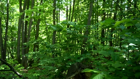 Nature - A stump in the forest thicket. Lots of green trees and foliage Stock Footage 157975841