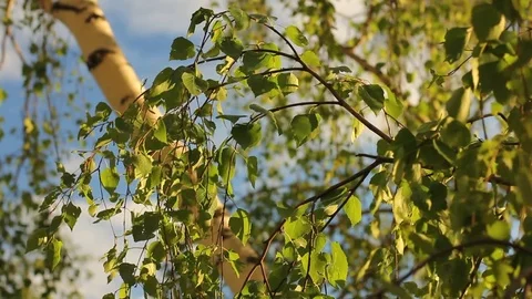 Nature Summer background. Beautiful green birch leaves over blurred background. Stock Footage 75995846