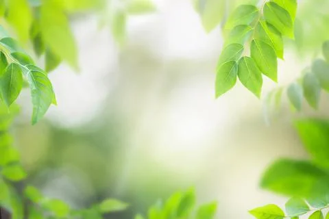 Nature summer background Stock Photos