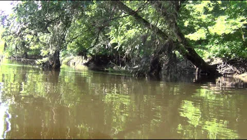 Nature, summer Stock Footage 24841036