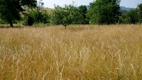 Nature in summer Stock Footage 74167731