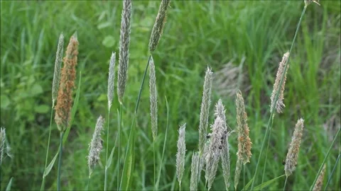 Nature summer Stock-Footage 132688876