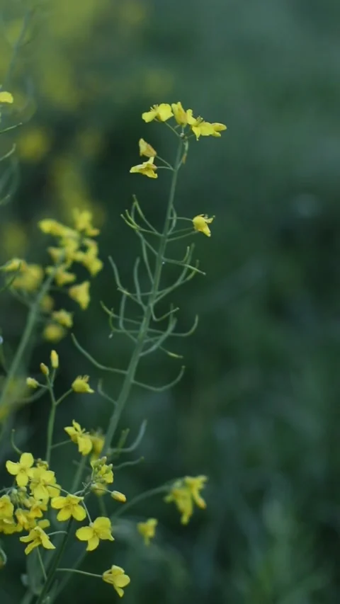 Nature Summer Green Blurred Background. Canola Flower in Field. Yellow Blooming Stock Footage 276340344