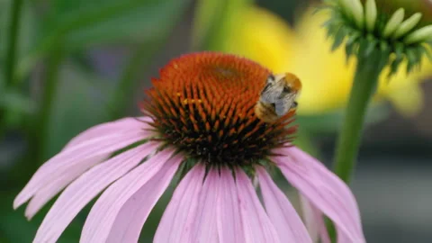 Nature in summer, macro shot Stock Footage 164294356