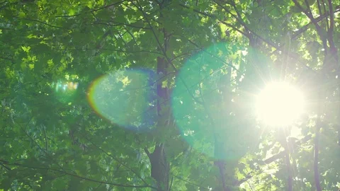 Nature Sun and Trees Video stock 94784639