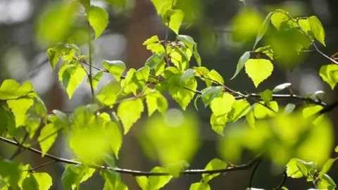 Nature sun plants tree branch leaves summer spring rays color Stock Footage 273294091