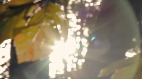 Nature Sun Tree Leaf Stock Footage 37644236
