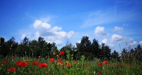Nature in sunny summer Stock Footage 90690016