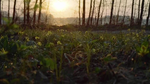 Nature at sunrise Stock Footage 122999294