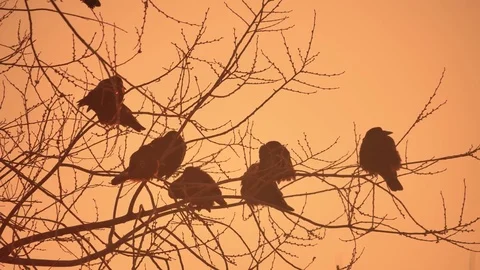 Nature sunset crows flock of birds sitting on the tree cold winter Stock Footage 72033266